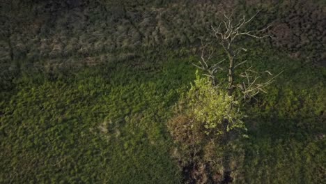 flying around the tree with the drone