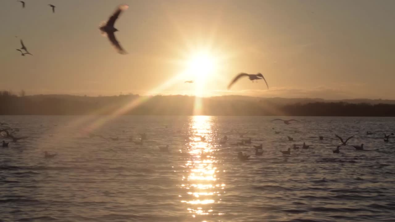 Flock of birds fly across water at golden sunset
