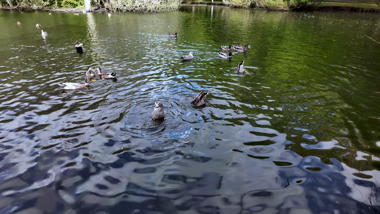 Ducks dabbling for food with heads submerged in a green pond