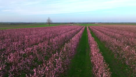 árboles-En-Flor-De-Albaricoque-Japonés-En-El-Huerto-Durante-El-Día