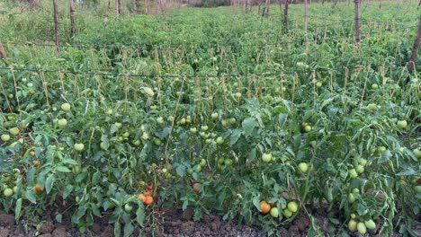 tracking shot of a row of tomatos plant growing with the support of string to improved yield and fruit quality