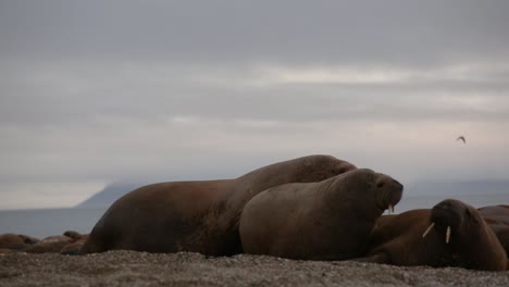 Un-Gran-Individuo-De-Morsa-Tambaleándose-En-La-Playa-Hacia-Otras-Morsas.