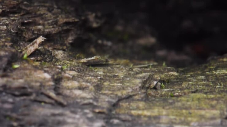 Close-up of decaying wood with moss