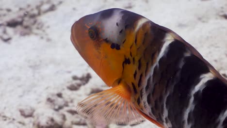 red breasted wrasse swimming over sand and spitting out clam shell at koh tao, thailand