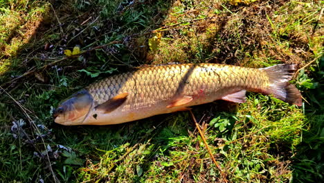 large carp on grass
