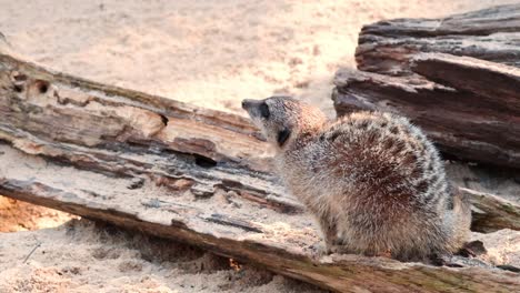 el suricata investiga los troncos en su hábitat natural