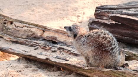 meerkat investigates logs in natural habitat