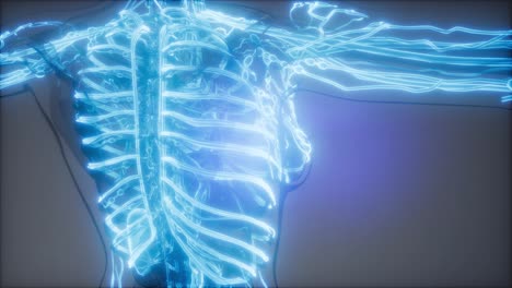 vasos sanguíneos del cuerpo humano
