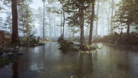 mystical forest pond