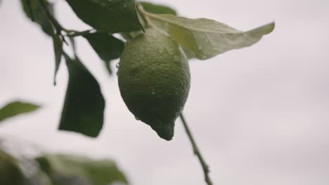 mid shot of green lime on tree covered in raindrops