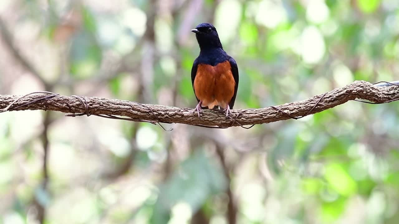 숲 보케 배경, copsychus malabaricus, 원래 속도로 포도나무에 자리 잡은 흰 엉덩이 샤마