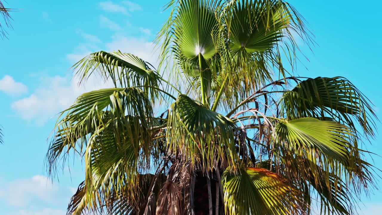 Close up of palm trees on the beach with the blue sky on the background