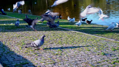 Una-Mezcla-De-Pájaros-Caminando-Sobre-Rocas