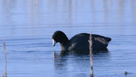 Vogel:-Amerikanisches-Blässhuhn-Spascht,-Ernährt-Sich-Von-Wasserpflanzen-Im-Teich,-Nahaufnahme