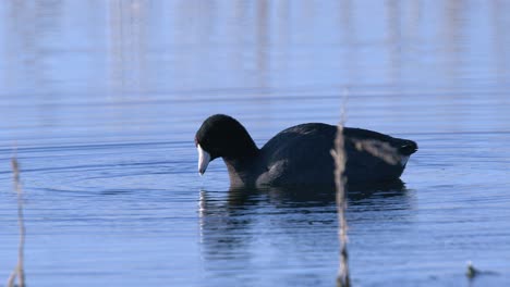 pájaro: spashes coot americano, se alimenta de plantas acuáticas en el estanque de primer plano