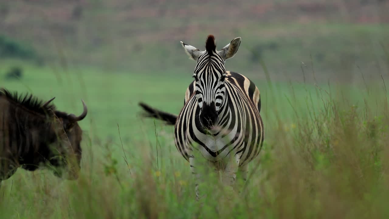 Striking frontal shot of frozen Plains Zebra in tall grass swishing it's tail