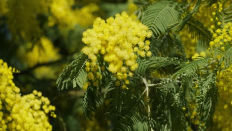 árbol-De-Mimosa-Scabrella-Con-Ramo-De-Flores-Amarillas