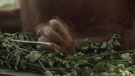 manos y pies de orangután súper primer plano en cámara lenta