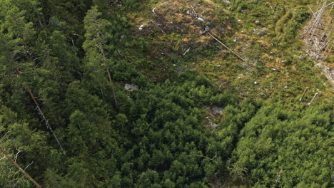 forward aerial shot of green forest and hilly mossy ground in sweden