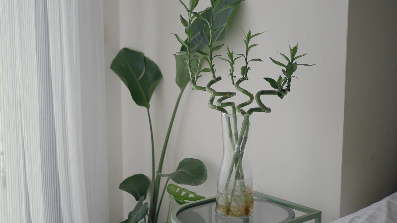 Pianta di bambù della fortuna verde in un vaso di vetro vicino a una finestra