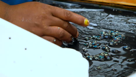 baby abalone  counted by hand; commercial aquaculture farm