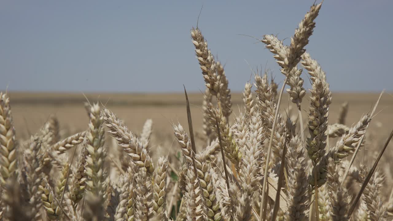 자연 속에서 야외 바람을 통해 흔들리는 밀 작물