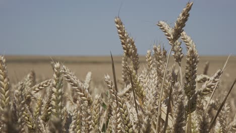 cultivo de trigo balanceándose a través del viento al aire libre en la naturaleza