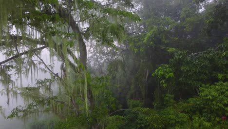 trees and vegetation high humidity rainforest jungle minca, colombia