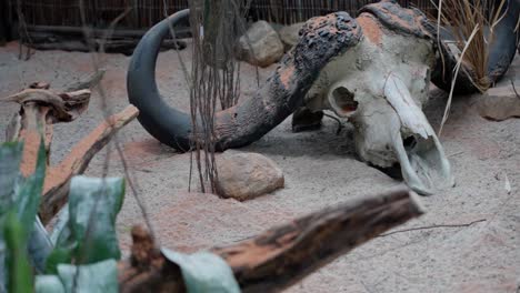 handheld shot of an elephant shrew moving around in the sand under a buffalo skull in a terrarium