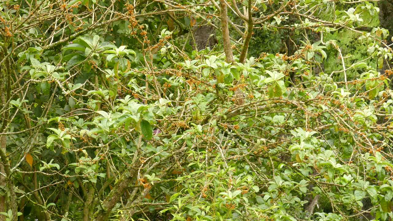 pequeño pájaro verde saltando de rama en rama en la selva de costa rica durante un día de verano sin viento