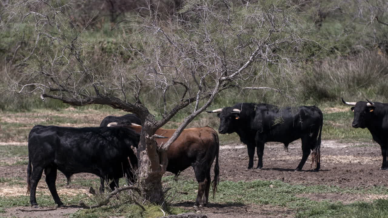 카마그 불스 4k 00