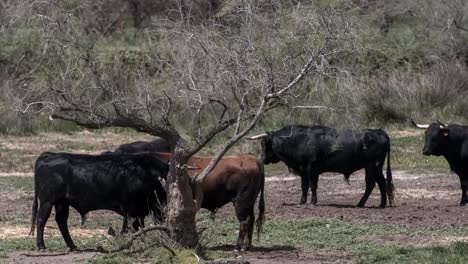 Carmargue-Bulls-4K-00