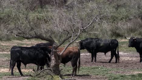 toros carmargue 4k 00