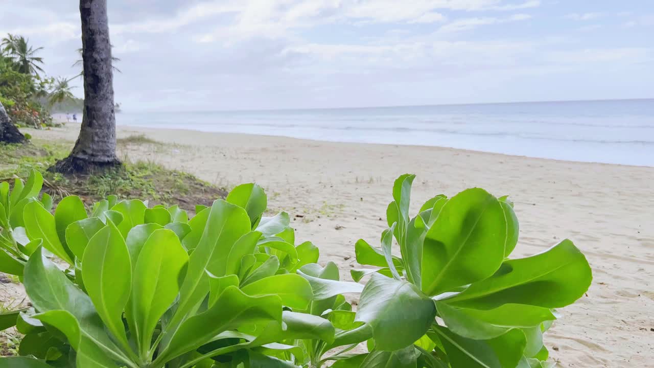 도미니카 공화국 라스 테레나스의 열대 플라야 코손 또는 코손 해변