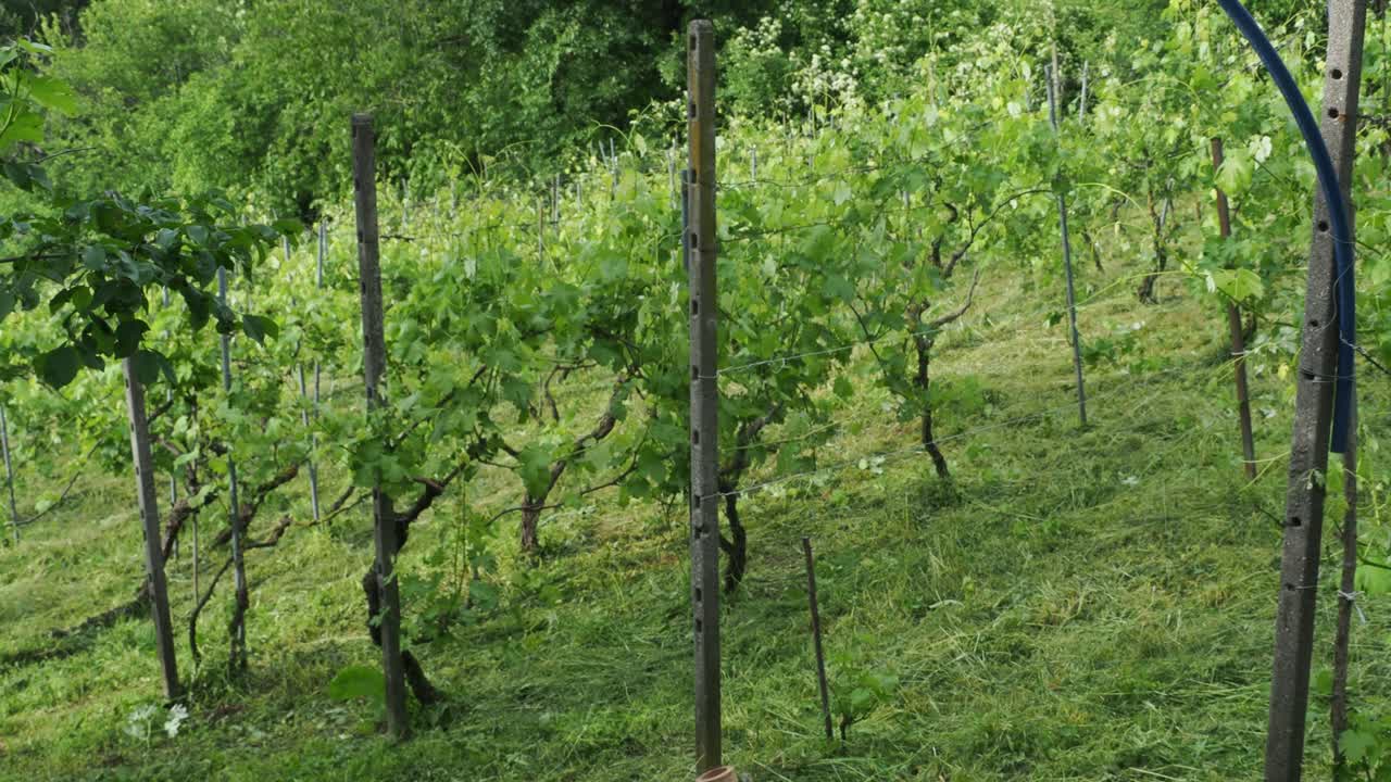 Vineyard horizontal rows downhill in Arda Valley, PC Italy during springtime showing you vine crops