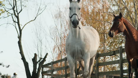 animals in the farm