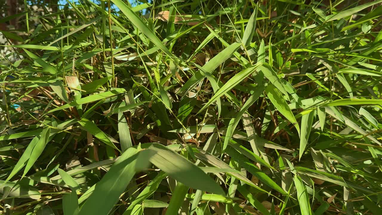 closeup of beautiful bamboo leaves as slowly revolve around it
