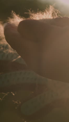 primer plano de la mano quitando el pelaje de perro recogido del guante de aseo, con la luz del sol iluminando las hebras de pelaje, proyectando un brillo cálido y creando un bokeh suave en el fondo borroso