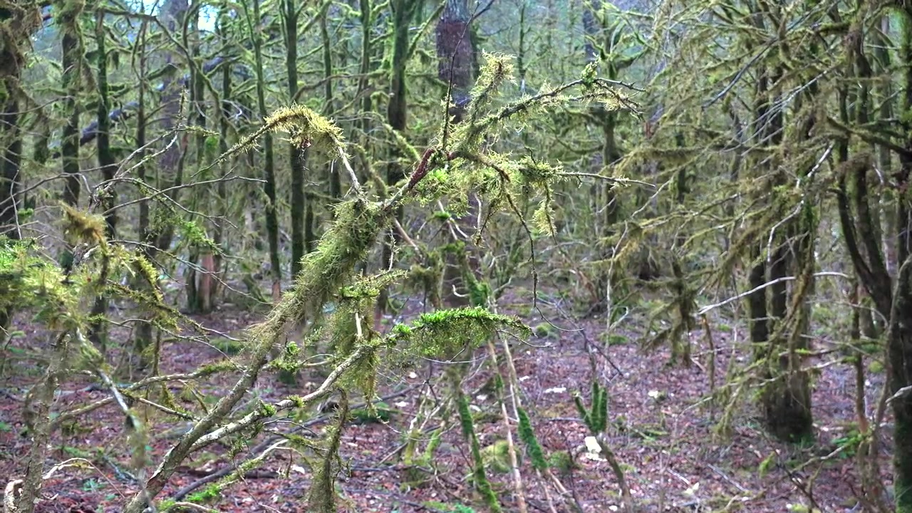 Alberi muschiosi in una fitta foresta pluviale temperata