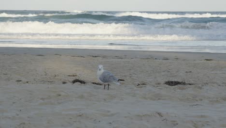 la gaviota recogiendo sus plumas mientras está de pie en la playa frente a las enormes olas que se rompen en el fondo