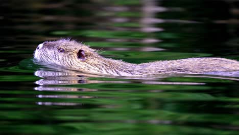 primer plano extremo siguiendo a un coipo nadando en un lago con la cara fuera del agua.