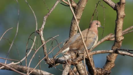 juvenile wood pigeon uhd mp4 4k