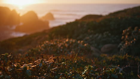 serene coastal sunset view on golden hour. closeup lush seashore flowers on hill