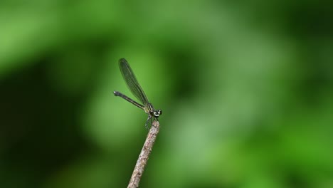 looking straight into the camera as it is zooming out, revealing its natural habitat