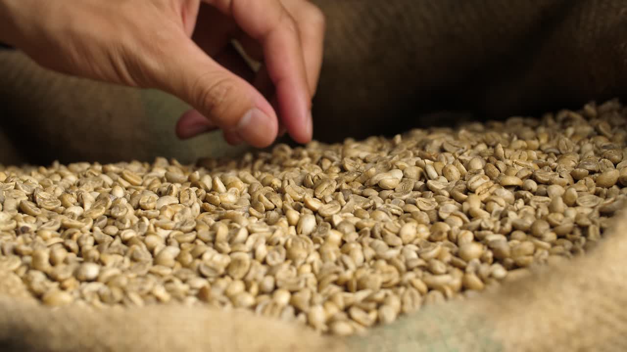Hand Picked Green Unroasted Coffee Beans, Video In 4K, 50Fps