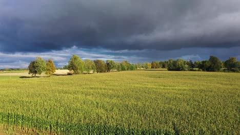 Corn-field-in-golden-hour,-aerial-fly-forward-towards-storm-clouds