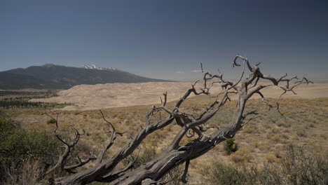 panorámica más allá del árbol de enebro muerto hasta el campo de dunas de arena con montañas detrás