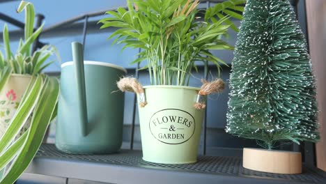 green plants and a christmas tree on a shelf