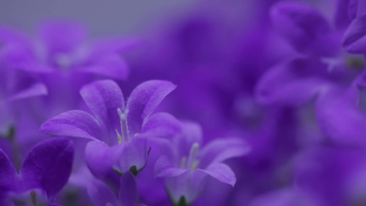 Macro Shot Of Beautiful Vivid Dalmatian Bellflowers In Full Bloom During Springtime - close up