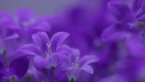 makroaufnahme von wunderschönen lebhaften dalmatinischen glockenblumen in voller blüte im frühling - nahaufnahme